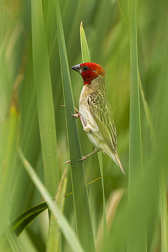 Red-headed quelea